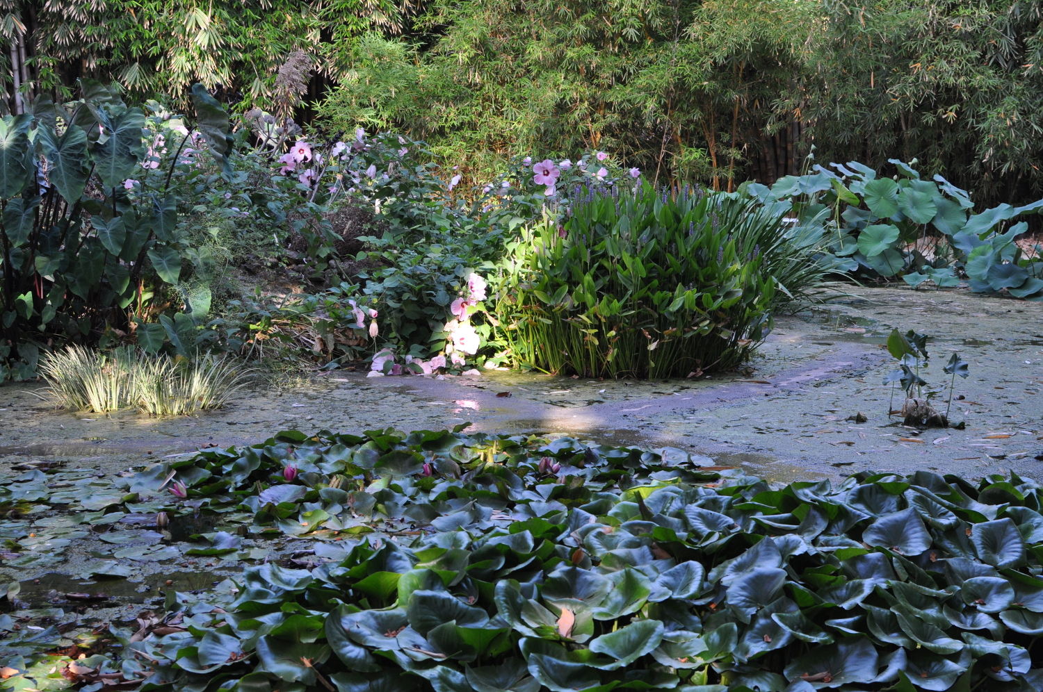 rocaille-blog-palermo-orto-botanico-botanical-garden-8